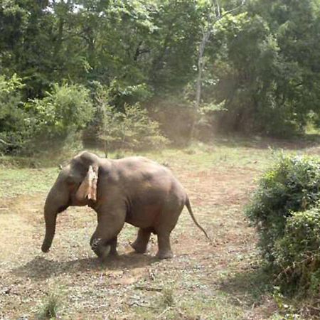 All View Safari Resort ウダワラウェ エクステリア 写真