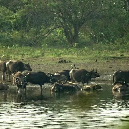 All View Safari Resort ウダワラウェ エクステリア 写真