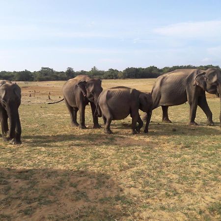 All View Safari Resort ウダワラウェ エクステリア 写真