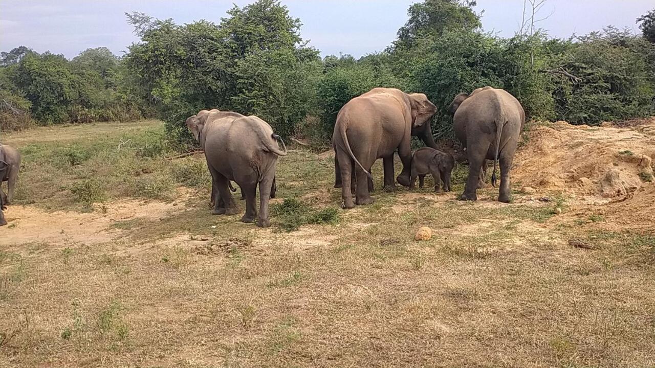 All View Safari Resort ウダワラウェ エクステリア 写真