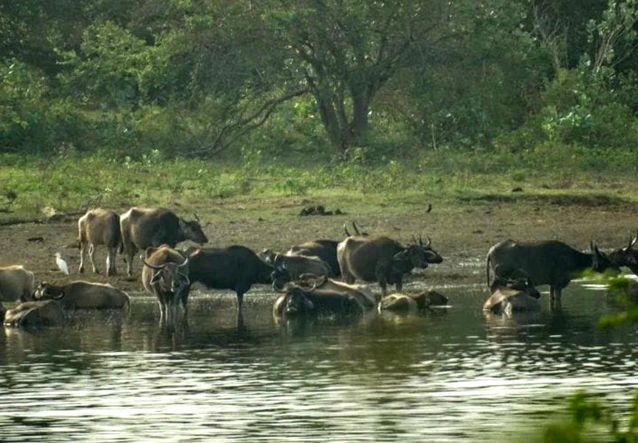 All View Safari Resort ウダワラウェ エクステリア 写真