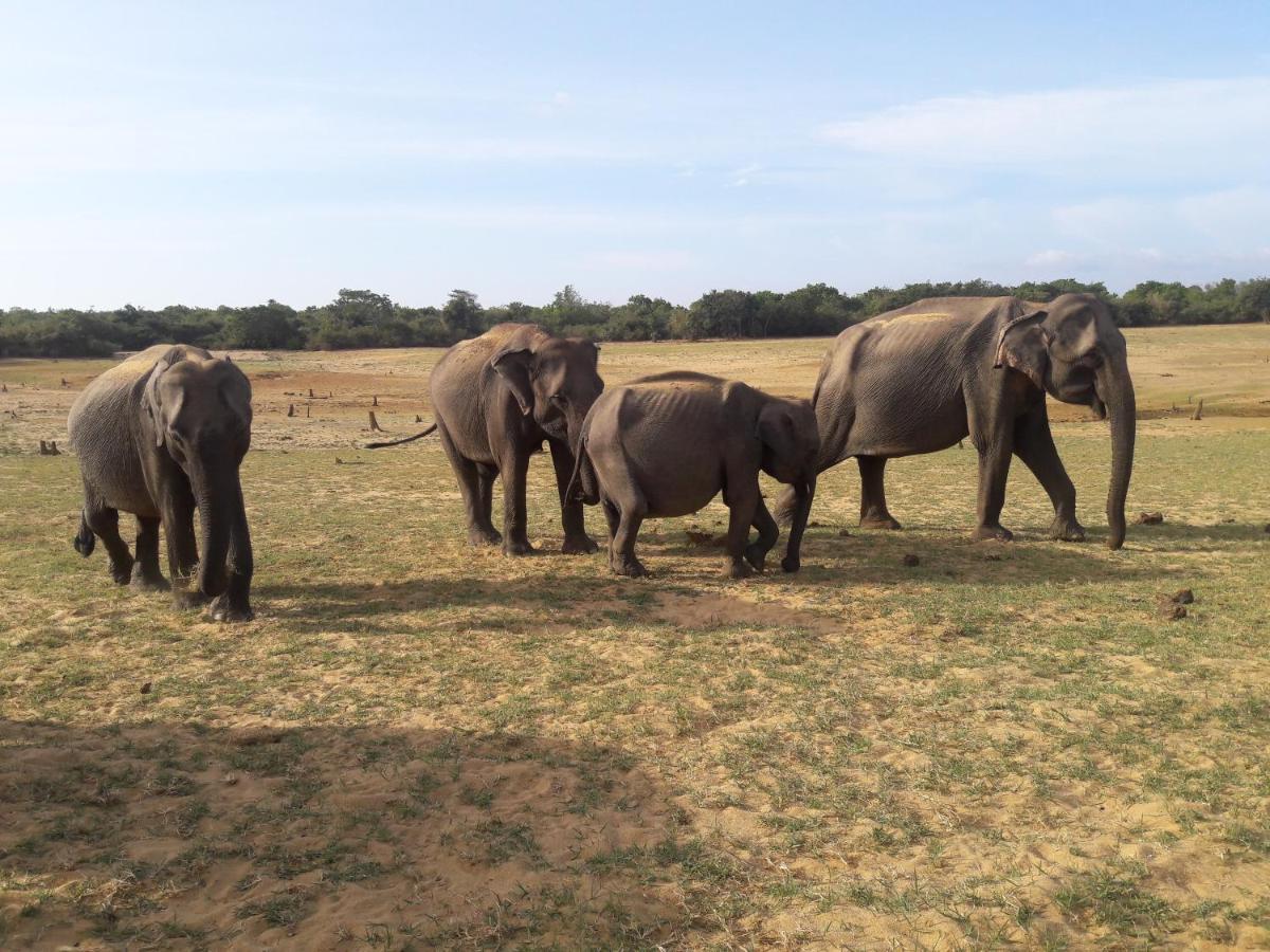 All View Safari Resort ウダワラウェ エクステリア 写真