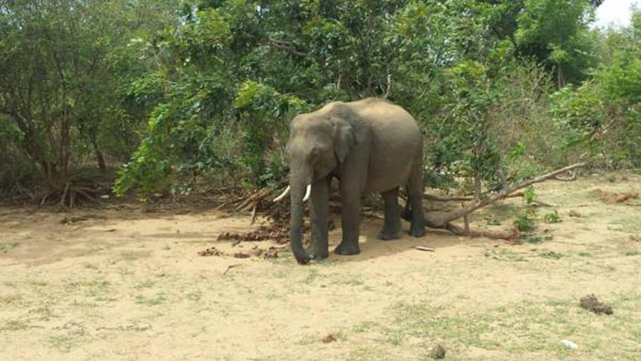 All View Safari Resort ウダワラウェ エクステリア 写真